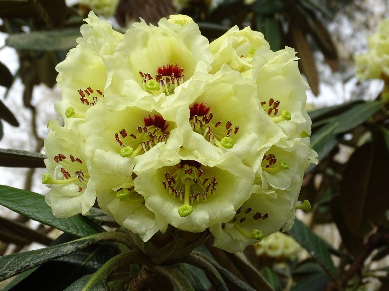 Class 2: A hardy hybrid rhododendron, truss or spray: 1st place: 'Fortune' 0245 Rod White